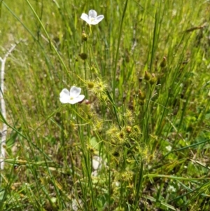 Drosera peltata at Springdale Heights, NSW - 12 Oct 2020 02:39 PM