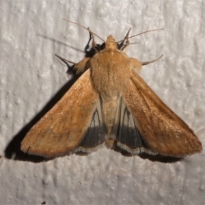 Helicoverpa punctigera at Kambah, ACT - 11 Oct 2020