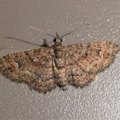 Pasiphilodes testulata (Pome looper) at Kambah, ACT - 11 Oct 2020 by HarveyPerkins