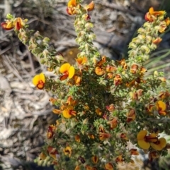 Pultenaea foliolosa (Small Leaf Bushpea) at Albury - 12 Oct 2020 by ChrisAllen