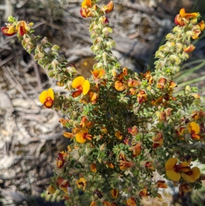 Pultenaea foliolosa (Small Leaf Bushpea) at Springdale Heights, NSW - 12 Oct 2020 by ChrisAllen