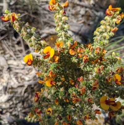 Pultenaea foliolosa (Small Leaf Bushpea) at Albury - 12 Oct 2020 by ChrisAllen