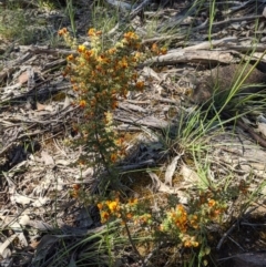 Pultenaea foliolosa at Springdale Heights, NSW - 12 Oct 2020