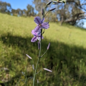 Arthropodium fimbriatum at Springdale Heights, NSW - 12 Oct 2020 03:15 PM