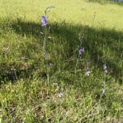 Arthropodium fimbriatum at Springdale Heights, NSW - 12 Oct 2020 03:15 PM