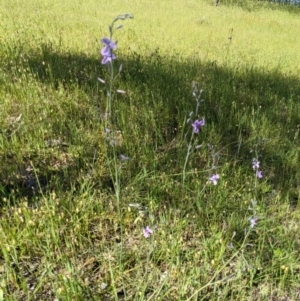 Arthropodium fimbriatum at Springdale Heights, NSW - 12 Oct 2020 03:15 PM