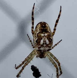 Plebs eburnus at Black Range, NSW - 11 Oct 2020 02:32 PM