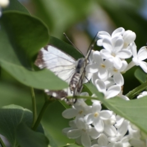 Belenois java at Weston, ACT - 12 Oct 2020