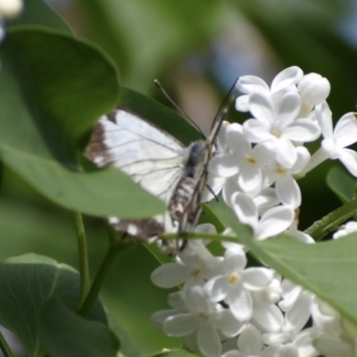 Belenois java (Caper White) at Weston, ACT - 11 Oct 2020 by AliceH