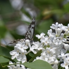 Belenois java at Weston, ACT - 12 Oct 2020