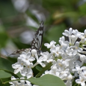 Belenois java at Weston, ACT - 12 Oct 2020