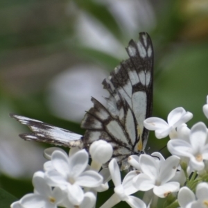 Belenois java at Weston, ACT - 12 Oct 2020