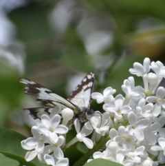 Belenois java at Weston, ACT - 12 Oct 2020