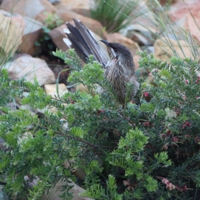 Anthochaera carunculata (Red Wattlebird) at Gundaroo, NSW - 12 Oct 2020 by Gunyijan