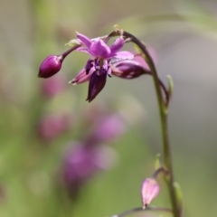 Arthropodium minus (Small Vanilla Lily) at Gundaroo, NSW - 12 Oct 2020 by Gunyijan