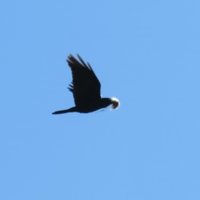 Corvus coronoides (Australian Raven) at Tharwa, ACT - 5 Aug 2020 by Christine