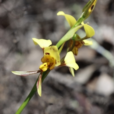Diuris sulphurea (Tiger Orchid) at Gundaroo, NSW - 12 Oct 2020 by Gunyijan