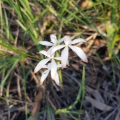 Caladenia ustulata (Brown Caps) at O'Connor, ACT - 11 Oct 2020 by jpittock