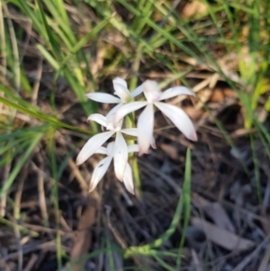 Caladenia ustulata at Point 114 - suppressed