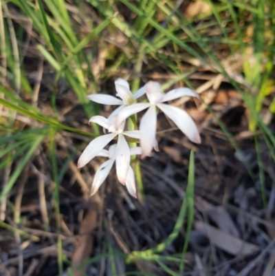 Caladenia ustulata (Brown Caps) at O'Connor, ACT - 11 Oct 2020 by jpittock