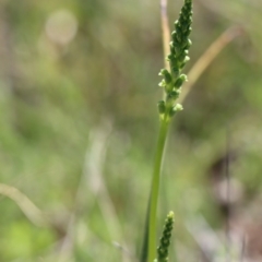 Microtis sp. (Onion Orchid) at Gundaroo, NSW - 12 Oct 2020 by Gunyijan