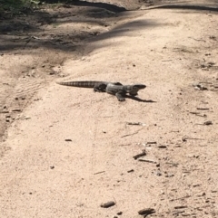 Varanus rosenbergi (Heath or Rosenberg's Monitor) at Namadgi National Park - 12 Oct 2020 by MattBeitzel