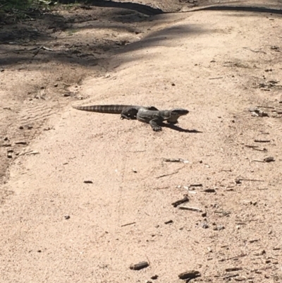 Varanus rosenbergi (Heath or Rosenberg's Monitor) at Booth, ACT - 12 Oct 2020 by MattBeitzel