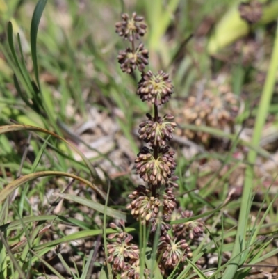 Lomandra multiflora (Many-flowered Matrush) at Gundaroo, NSW - 12 Oct 2020 by Gunyijan