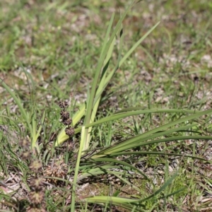 Lomandra multiflora at Gundaroo, NSW - 12 Oct 2020 11:42 AM