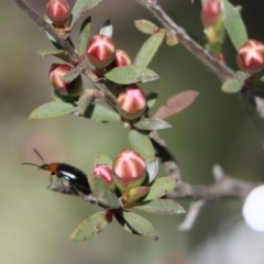 Atoichus bicolor at Gundaroo, NSW - 12 Oct 2020