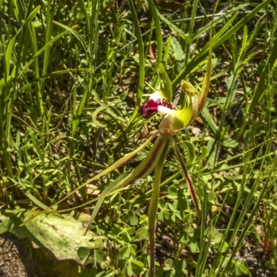 Caladenia atrovespa (Green-comb Spider Orchid) at Acton, ACT - 12 Oct 2020 by Cmperman