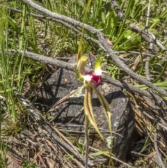 Caladenia atrovespa at Acton, ACT - 12 Oct 2020