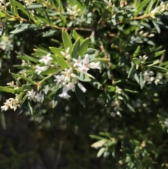 Leucopogon parviflorus (Coast Beard Heath) at Batemans Marine Park - 27 Sep 2020 by MattFox