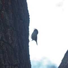 Acanthiza pusilla (Brown Thornbill) at Cook, ACT - 10 Oct 2020 by Tammy