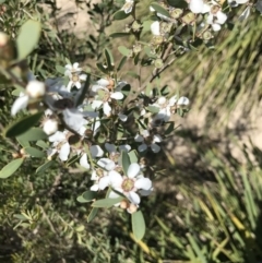 Leptospermum laevigatum (Coast Teatree) at Broulee Moruya Nature Observation Area - 27 Sep 2020 by MattFox