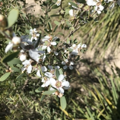 Leptospermum laevigatum (Coast Teatree) at Broulee Island Nature Reserve - 27 Sep 2020 by MattFox