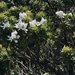 Westringia fruticosa (Native Rosemary) at Batemans Marine Park - 29 Sep 2020 by MattFox