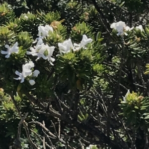 Westringia fruticosa at Broulee, NSW - 29 Sep 2020