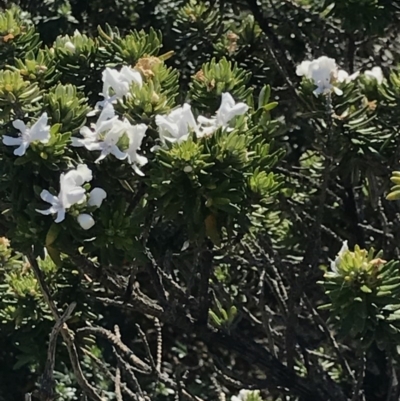 Westringia fruticosa (Native Rosemary) at Broulee, NSW - 29 Sep 2020 by MattFox