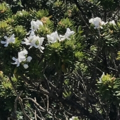 Westringia fruticosa (Native Rosemary) at Broulee Island Nature Reserve - 29 Sep 2020 by MattFox