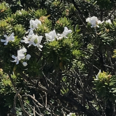 Westringia fruticosa (Native Rosemary) at Batemans Marine Park - 29 Sep 2020 by MattFox