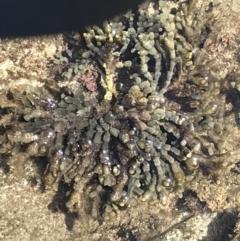 Hormosira banksii (Neptune's Necklace) at Broulee Moruya Nature Observation Area - 28 Sep 2020 by MattFox