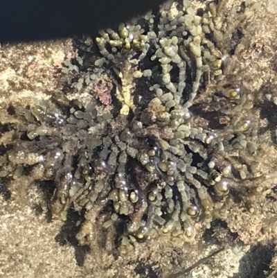 Hormosira banksii (Neptune's Necklace) at Broulee Island Nature Reserve - 29 Sep 2020 by MattFox