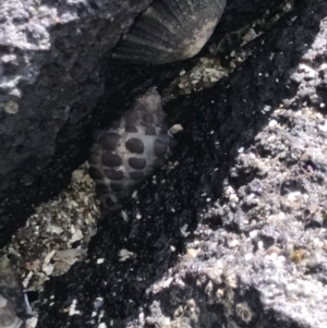 Tenguella marginalba at Broulee Island Nature Reserve - 29 Sep 2020