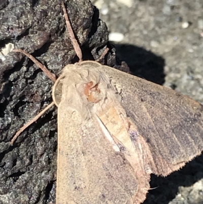 Arhodia lasiocamparia (Pink Arhodia) at Broulee Island Nature Reserve - 27 Sep 2020 by MattFox