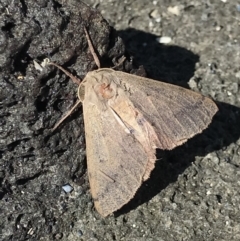 Arhodia lasiocamparia at Broulee, NSW - 27 Sep 2020