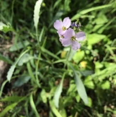 Cakile maritima (Sea Rocket) at Broulee Moruya Nature Observation Area - 27 Sep 2020 by MattFox