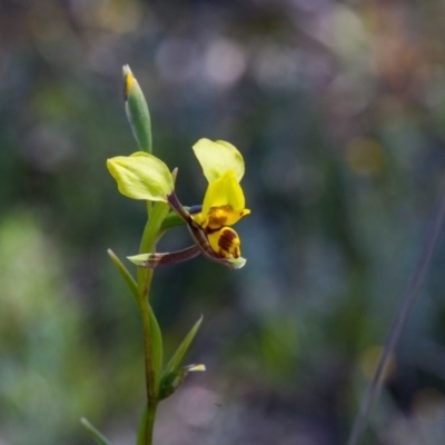 Diuris pardina (Leopard Doubletail) at Forde, ACT - 11 Oct 2020 by SallyandPeter