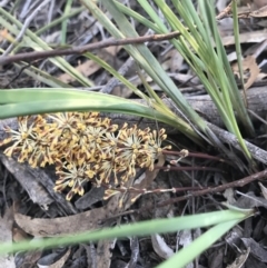 Lomandra multiflora (Many-flowered Matrush) at Bruce Ridge to Gossan Hill - 12 Oct 2020 by MattFox