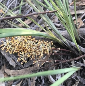 Lomandra multiflora at Bruce, ACT - 12 Oct 2020 05:53 PM